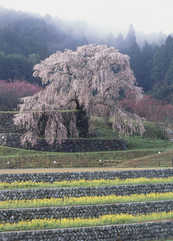 无人,农田,竖图,室外,白天,正面,旅游,度假,庄稼,梯田,草地,草坪,美景,树林,植物,雾,桃花,樱花,奈良县,日本,亚洲,许多,朦胧,模糊,盛开,景观,粉红,花蕾,娱乐,草,花,花瓣,花朵,鲜花,树,树木,粉色,黄色,绿色,自然,花苞,花蕊,油菜花,享受,休闲,景色,放松,生长,成长,迷雾,自然风光,东亚,本州,本州岛,日本国,近畿地方,奈良,近畿,大雾,彩图,耕地,庄稼田