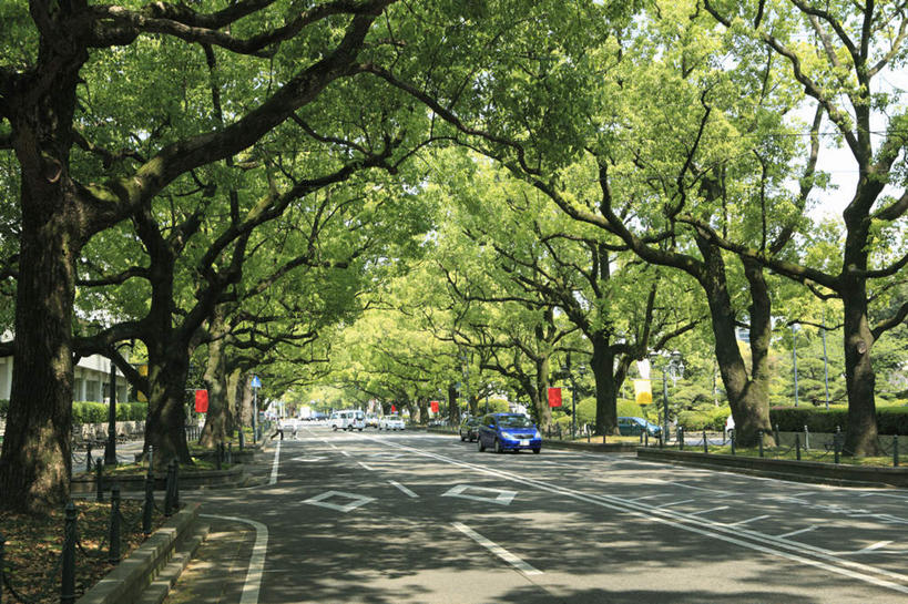 无人,栏杆,横图,室外,白天,正面,旅游,度假,美景,树林,植物,道路,路,公路,汽车,日本,亚洲,一辆,阴影,光线,影子,景观,围栏,分界线,停车线,交通,娱乐,护栏,车,树,树木,绿色,阳光,自然,交通工具,轿车,行驶,享受,休闲,景色,放松,生长,成长,车行道,车行道分界线,自然风光,标线,东亚,车行线,日本国,九州本岛,九州,九州岛,九州地方,宫崎,宫崎县,马路,彩图