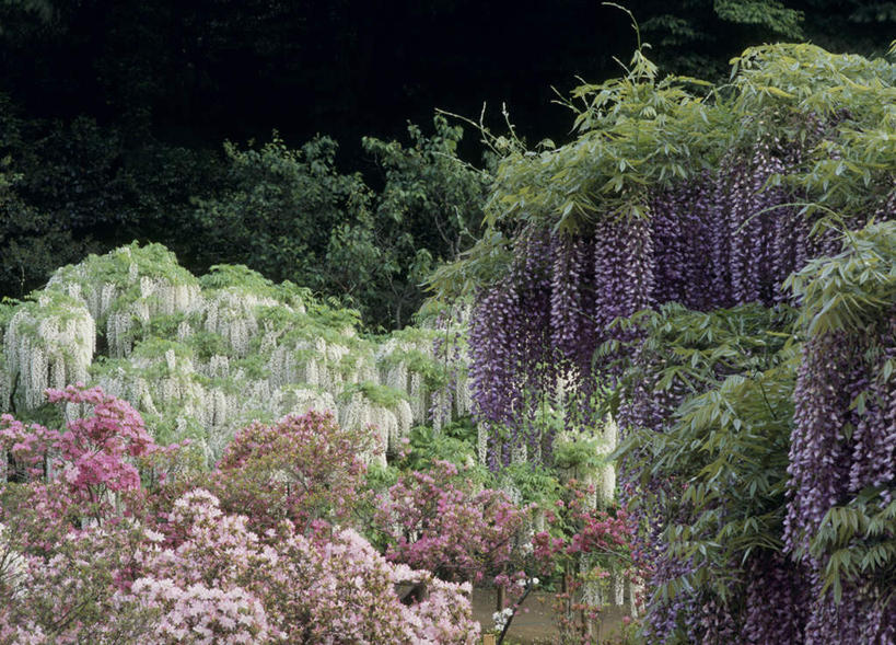 无人,横图,室外,白天,仰视,旅游,度假,美景,树林,植物,樱花,日本,亚洲,许多,盛开,景观,紫藤,粉红,花蕾,娱乐,花,花瓣,花朵,鲜花,树,树木,粉色,绿色,紫色,白色,自然,花苞,花蕊,享受,休闲,景色,放松,生长,成长,自然风光,东亚,本州,关东地方,本州岛,日本国,栃木,栃木县,朱藤,藤萝,招藤,招豆藤,紫藤萝,彩图,低角度拍摄