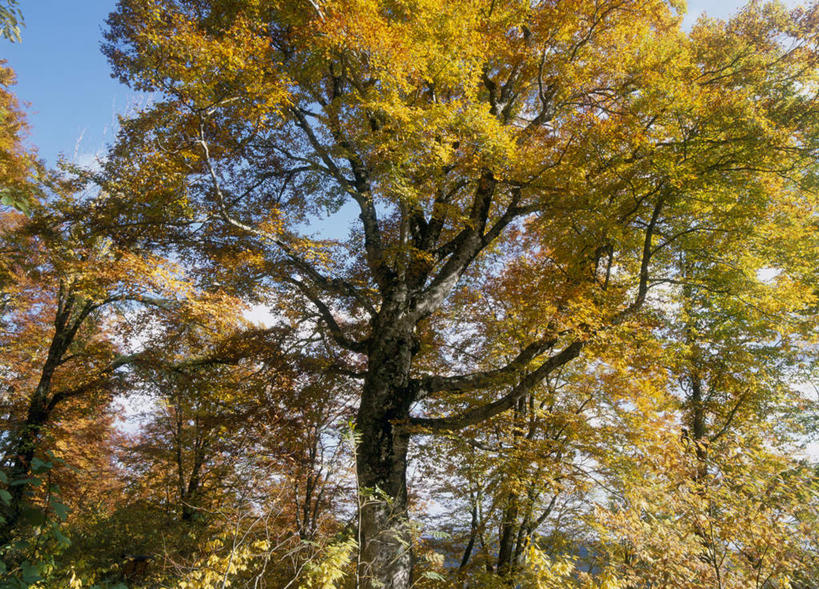 无人,横图,室外,白天,仰视,旅游,度假,美景,秋季,树林,植物,日本,亚洲,许多,阴影,光线,影子,景观,云,云朵,云彩,娱乐,树,树木,黄色,蓝色,绿色,白云,蓝天,天空,阳光,自然,天,享受,休闲,景色,放松,生长,成长,自然风光,东亚,本州,本州岛,日本国,青森,青森县,东北地方,秋,秋天,彩图,低角度拍摄