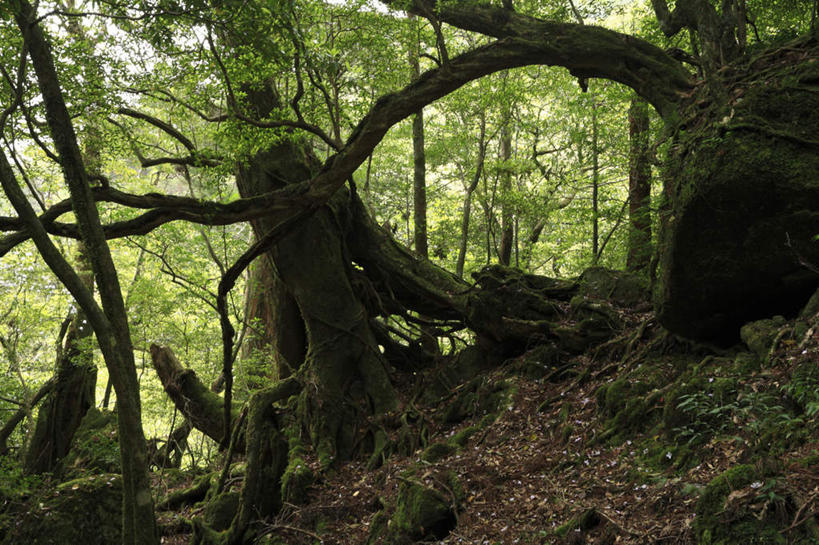 无人,横图,室外,白天,正面,旅游,度假,草地,草坪,美景,树林,植物,鹿儿岛,日本,亚洲,阴影,光线,影子,景观,娱乐,草,树,树干,树木,蓝色,绿色,蓝天,天空,阳光,自然,天,享受,休闲,景色,放松,生长,成长,自然风光,东亚,日本国,九州本岛,九州,九州岛,九州地方,鹿儿岛县,屋久岛,彩图