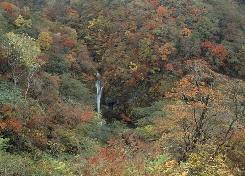 无人,横图,俯视,室外,白天,旅游,度假,美景,瀑布,山,树林,水,植物,日本,亚洲,许多,飞溅,溅,液体,景观,山峰,山峦,娱乐,树,树木,黄色,红色,绿色,自然,享受,休闲,景色,放松,生长,成长,喷洒,自然风光,东亚,本州,关东地方,本州岛,日本国,栃木,栃木县,跌水,彩图,高角度拍摄