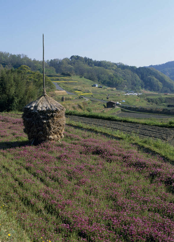 无人,农田,竖图,室外,白天,正面,旅游,度假,庄稼,草地,草坪,花海,花圃,美景,山,山脉,树林,植物,叶子,奈良县,日本,亚洲,许多,阴影,盛开,光线,影子,景观,山峰,山峦,花蕾,娱乐,草,花,花瓣,花朵,鲜花,树,树木,蓝色,绿色,紫色,蓝天,天空,阳光,自然,草垛,花丛,花束,花田,群山,天,花苞,花蕊,享受,休闲,景色,放松,生长,成长,自然风光,东亚,紫云英,本州,本州岛,日本国,近畿地方,奈良,近畿,彩图,耕地,庄稼田