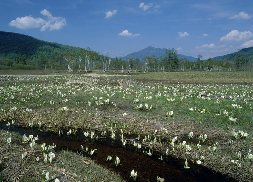 无人,农田,横图,室外,白天,正面,旅游,度假,纯洁,庄稼,草地,草坪,花海,花圃,美景,山,植物,马蹄莲,叶子,日本,亚洲,许多,盛开,景观,山峰,云,云朵,山峦,花蕾,云彩,娱乐,草,花,花瓣,花朵,鲜花,虔诚,蓝色,绿色,白色,白云,蓝天,天空,自然,花丛,花束,花田,天,花苞,花蕊,享受,休闲,景色,放松,希望,优雅,高贵,自然风光,东亚,纯净,马蹄兰,本州,关东地方,本州岛,日本国,群马,群马县,博爱,永恒,尊贵,高洁,慈菇花,圣洁,水芋,水芋马,彩图,耕地,庄稼田