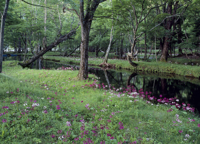 无人,横图,室外,白天,正面,旅游,度假,草地,草坪,花海,花圃,河流,美景,树林,水,植物,叶子,日本,亚洲,许多,盛开,河水,景观,水流,花蕾,娱乐,草,花,花瓣,花朵,鲜花,树,树木,红色,绿色,白色,自然,花丛,花束,花田,花苞,花蕊,享受,休闲,景色,放松,生长,成长,自然风光,东亚,本州,关东地方,本州岛,日本国,栃木,栃木县,彩图