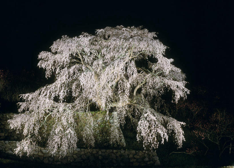 无人,横图,室外,夜晚,正面,旅游,度假,美景,植物,樱花,奈良县,日本,亚洲,许多,盛开,景观,粉红,花蕾,娱乐,花,花瓣,花朵,鲜花,树,树木,粉色,绿色,自然,花苞,花蕊,享受,休闲,景色,放松,生长,成长,自然风光,东亚,本州,本州岛,日本国,近畿地方,奈良,近畿,彩图