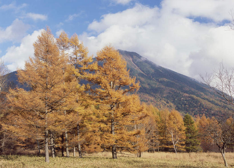 无人,公园,横图,室外,白天,正面,旅游,度假,美景,秋季,山,树林,植物,叶子,日光,日本,亚洲,许多,景观,山峰,云,云朵,山峦,云彩,娱乐,树,树木,黄色,蓝色,绿色,白云,蓝天,天空,自然,天,享受,休闲,景色,放松,生长,成长,自然风光,东亚,本州,关东地方,本州岛,日本国,栃木,栃木县,日光国家自然公园,日光市,叶,叶片,秋,秋天,彩图