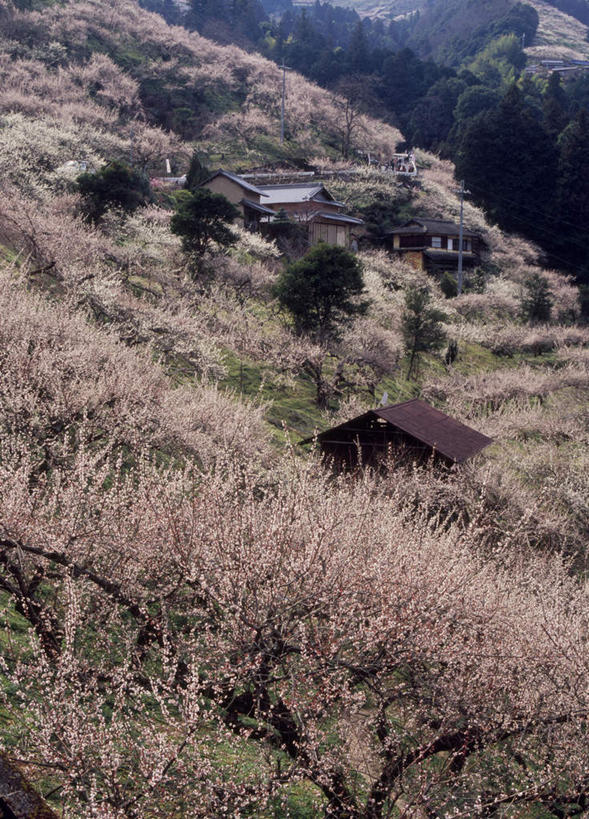 无人,竖图,俯视,室外,白天,旅游,度假,美景,山,植物,奈良县,日本,亚洲,许多,阴影,盛开,光线,影子,景观,山峰,梅花,粉红,山峦,花蕾,娱乐,花,花瓣,花朵,鲜花,树,树木,粉色,绿色,阳光,自然,花苞,花蕊,享受,休闲,景色,放松,生长,成长,自然风光,东亚,本州,本州岛,日本国,近畿地方,奈良,近畿,彩图,高角度拍摄