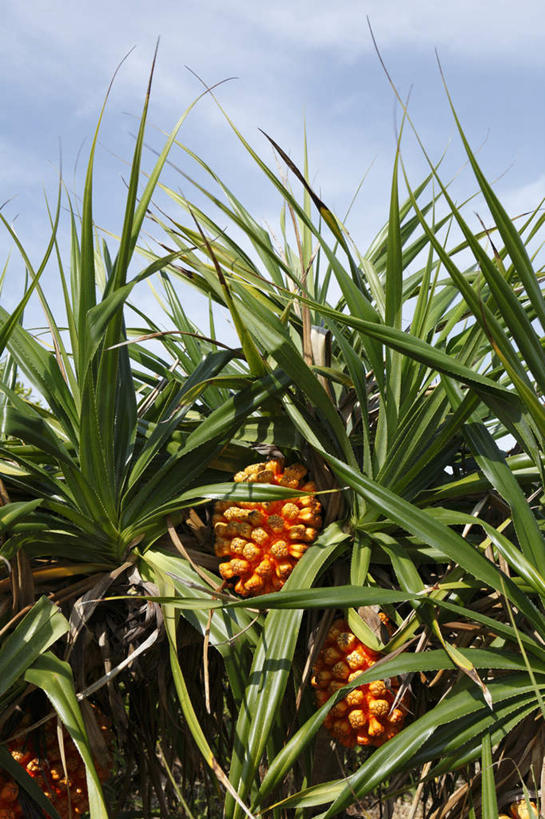 无人,竖图,室外,白天,正面,旅游,度假,美景,植物,菠萝,鹿儿岛,日本,亚洲,阴影,光线,影子,景观,云,云朵,草药,云彩,娱乐,树,树木,蓝色,绿色,白云,蓝天,天空,阳光,自然,天,享受,休闲,景色,放松,生长,成长,自然风光,药材,东亚,本草,日本国,九州本岛,九州,九州岛,九州地方,鹿儿岛县,彩图