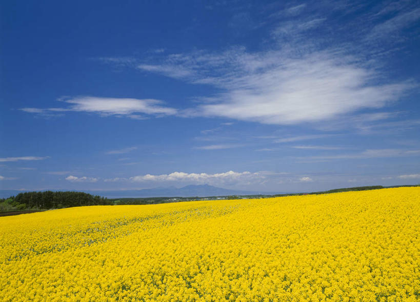 无人,横图,室外,白天,正面,旅游,度假,花海,花圃,美景,叶子,日本,亚洲,许多,阴影,盛开,光线,影子,景观,云,云朵,花蕾,云彩,娱乐,花,花瓣,花朵,鲜花,黄色,蓝色,绿色,白云,蓝天,天空,阳光,自然,花丛,花束,花田,天,花苞,花蕊,油菜花,享受,休闲,景色,放松,自然风光,东亚,油菜,本州,本州岛,日本国,青森,青森县,东北地方,彩图