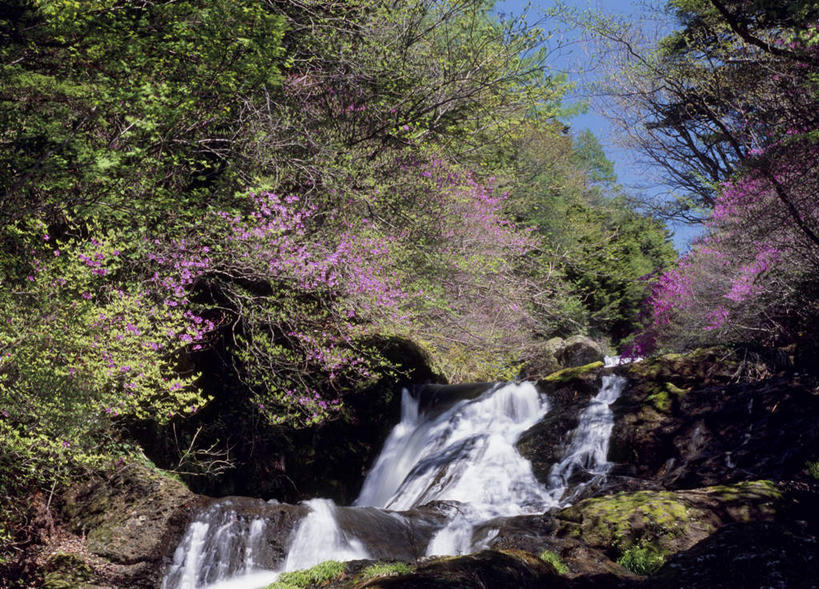 无人,横图,室外,白天,仰视,旅游,度假,河流,石头,美景,树林,水,植物,日本,亚洲,许多,阴影,盛开,光线,石子,影子,河水,景观,水流,粉红,花蕾,娱乐,花,花瓣,花朵,鲜花,树,树木,粉色,蓝色,绿色,蓝天,天空,小溪,阳光,自然,天,溪水,花苞,花蕊,享受,休闲,景色,放松,生长,成长,自然风光,东亚,本州,关东地方,本州岛,日本国,栃木,栃木县,石块,岩石,彩图,低角度拍摄