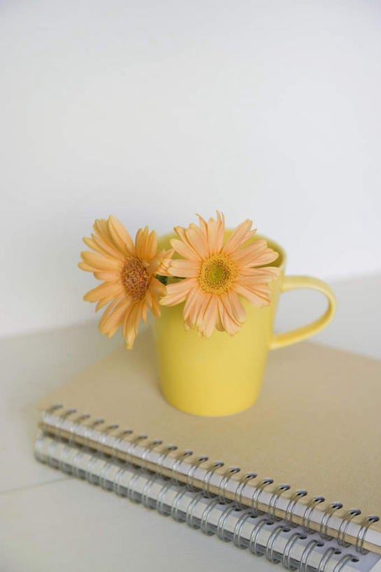 无人,竖图,俯视,室内,特写,白天,白色背景,静物,杯子,一排,整齐,盛开,非洲菊,记事本,花蕾,花,花瓣,花朵,鲜花,排列,两朵,本子,笔记本,水杯,塑料制品,花苞,花蕊,菊花,摄影,影棚,两本,堆,队列,扶郎花,灯盏花,千日菊,茶杯,彩图,高角度拍摄,影棚拍摄,拍摄