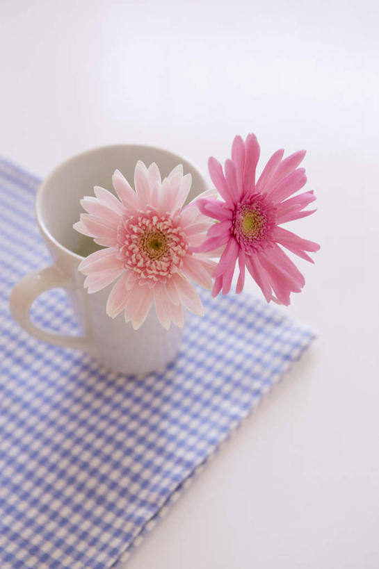 无人,竖图,俯视,室内,特写,白天,白色背景,桌面,桌子,静物,杯子,盛开,瓷器,方格,非洲菊,咖啡杯,陶瓷制品,花蕾,桌布,花,花瓣,花朵,鲜花,两朵,粉色,红色,花苞,花蕊,菊花,摄影,影棚,瓷杯,扶郎花,灯盏花,千日菊,彩图,高角度拍摄,影棚拍摄,拍摄