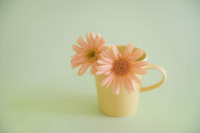 无人,横图,室内,特写,白天,正面,桌面,桌子,静物,杯子,绿色背景,盛开,非洲菊,花蕾,花,花瓣,花朵,鲜花,两朵,粉色,红色,塑料制品,花苞,花蕊,菊花,摄影,影棚,扶郎花,灯盏花,千日菊,茶杯,彩图,影棚拍摄,拍摄