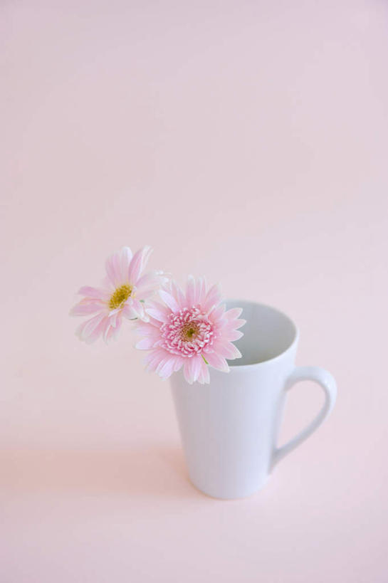 无人,竖图,俯视,航拍,室内,特写,白天,桌面,桌子,静物,杯子,粉色背景,盛开,瓷器,非洲菊,咖啡杯,陶瓷制品,花蕾,花,花瓣,花朵,鲜花,两朵,粉色,白色,花苞,花蕊,菊花,摄影,影棚,鸟瞰,瓷杯,扶郎花,灯盏花,千日菊,彩图,高角度拍摄,影棚拍摄,拍摄