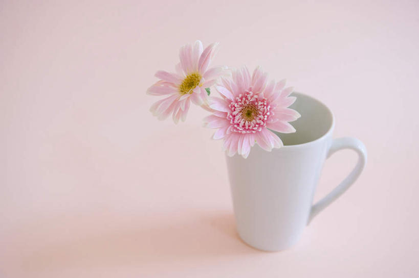 无人,横图,俯视,室内,特写,白天,桌面,桌子,静物,杯子,粉色背景,盛开,瓷器,非洲菊,咖啡杯,陶瓷制品,花蕾,花,花瓣,花朵,鲜花,两朵,粉色,白色,花苞,花蕊,菊花,摄影,影棚,瓷杯,扶郎花,灯盏花,千日菊,彩图,高角度拍摄,影棚拍摄,拍摄