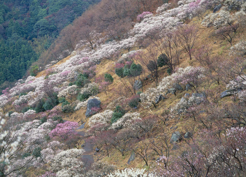 无人,横图,俯视,室外,白天,旅游,度假,美景,树林,植物,樱花,神奈川,日本,亚洲,许多,枯萎,盛开,景观,山坡,枯草,神奈川县,花蕾,娱乐,草,花,花瓣,花朵,鲜花,树,树木,黄色,绿色,自然,花苞,花蕊,享受,休闲,景色,放松,生长,成长,自然风光,东亚,本州,关东地方,本州岛,日本国,彩图,高角度拍摄