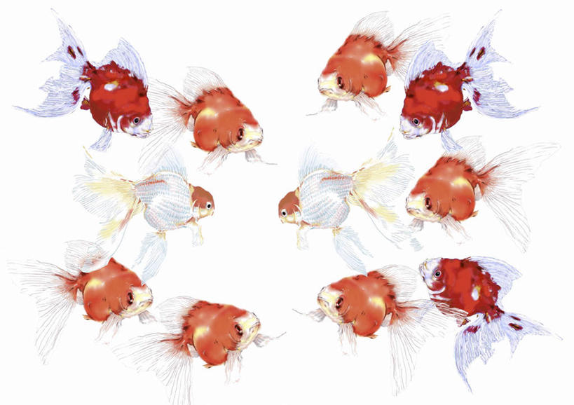 游泳,无人,横图,插画,室内,白天,白色背景,正面,数码,科技,野生动物,一群,许多,阴影,网络,金鱼,鱼,高光,几何,计算机图形,合成,图画,画,红色,动物,可爱,活泼,游动,电脑合成图,数码合成图,漫画,写实,具体,具象,观赏鱼,金鲫鱼,彩图