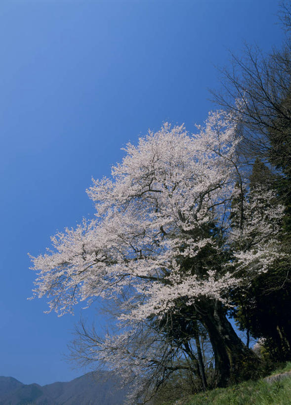 无人,竖图,室外,白天,仰视,旅游,度假,幸福,纯洁,美景,植物,樱花,长野县,日本,亚洲,阴影,盛开,光线,影子,景观,花蕾,娱乐,花,花瓣,花朵,鲜花,树,树木,蓝色,绿色,蓝天,天空,阳光,自然,天,花苞,花蕊,享受,休闲,景色,放松,生长,晴朗,成长,等待,生命,自然风光,东亚,本州,万里无云,本州岛,日本国,中部地方,长野,仙樱花,福岛樱,青肤樱,高尚,热烈,晴空,晴空万里,荆桃,彩图,低角度拍摄,阿智村,下伊那郡