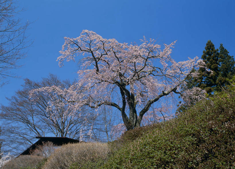 无人,横图,室外,白天,仰视,旅游,度假,幸福,纯洁,石头,美景,森林,山,山脉,树林,植物,樱花,长野县,日本,亚洲,阴影,盛开,光线,石子,影子,景观,山顶,山峰,山峦,花蕾,娱乐,花,花瓣,花朵,鲜花,树,树木,蓝色,绿色,蓝天,天空,阳光,自然,群山,天,花苞,花蕊,享受,休闲,景色,放松,生长,晴朗,成长,等待,生命,自然风光,东亚,沉积岩,本州,万里无云,本州岛,日本国,中部地方,长野,仙樱花,福岛樱,青肤樱,高尚,热烈,颠峰,极峰,水成岩,石块,岩石,晴空,晴空万里,荆桃,彩图,低角度拍摄,饭田,饭田市