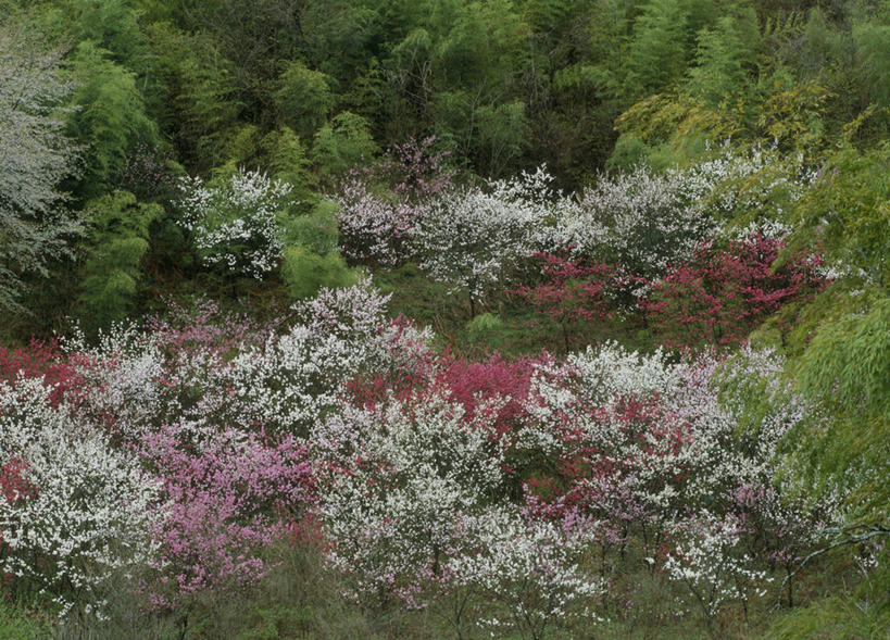 无人,横图,俯视,室外,白天,爱情,旅游,度假,草地,草坪,美景,植物,桃花,长野县,日本,亚洲,盛开,景观,花蕾,娱乐,草,花,花瓣,花朵,鲜花,树,树木,绿色,自然,花苞,花蕊,享受,休闲,景色,放松,生长,成长,俘虏,自然风光,东亚,本州,本州岛,日本国,中部地方,长野,彩图,高角度拍摄,阿智村,下伊那郡