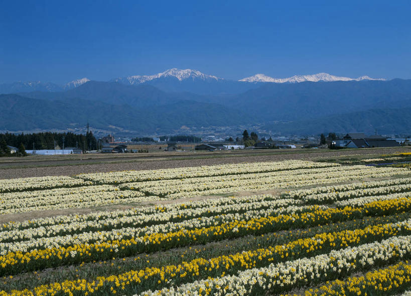 无人,横图,室外,白天,正面,爱情,旅游,度假,陶醉,草地,草坪,花海,花圃,石头,美景,山,雪,雪山,植物,大雪,水仙花,叶子,长野县,日本,亚洲,阴影,盛开,光线,石子,影子,冰,积雪,景观,山顶,山峰,雪景,冬季,冬天,山峦,花蕾,娱乐,草,花,花瓣,花朵,花卉,鲜花,树,树木,蓝色,绿色,蓝天,天空,阳光,自然,花丛,花束,花田,天,花苞,花蕊,享受,休闲,景色,放松,寒冷,生长,晴朗,成长,冰冷,自然风光,记忆,东亚,沉积岩,本州,万里无云,本州岛,日本国,中部地方,长野,金盏银台,玉玲珑,女史花,雅蒜,天蒜,严寒,冰凉,敬意,酷寒,凛冽,凛凛,自恋,极冷,颠峰,极峰,水成岩,驹根市,凌波仙子,水仙,天葱,石块,岩石,晴空,晴空万里,彩图