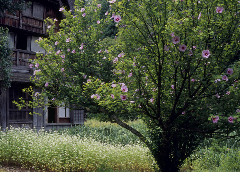 无人,家,木屋,横图,室外,白天,正面,旅游,度假,花海,花圃,美景,植物,叶子,日本,亚洲,盛开,景观,花蕾,娱乐,住宅,花,花瓣,花朵,花卉,鲜花,树,树木,绿色,自然,花丛,花束,花田,花苞,花蕊,享受,休闲,景色,放松,生长,成长,自然风光,东亚,本州,本州岛,日本国,中部地方,岐阜,岐阜县,彩图,茅舍,茅屋,棚屋,小木屋,小屋,大野郡,白川村