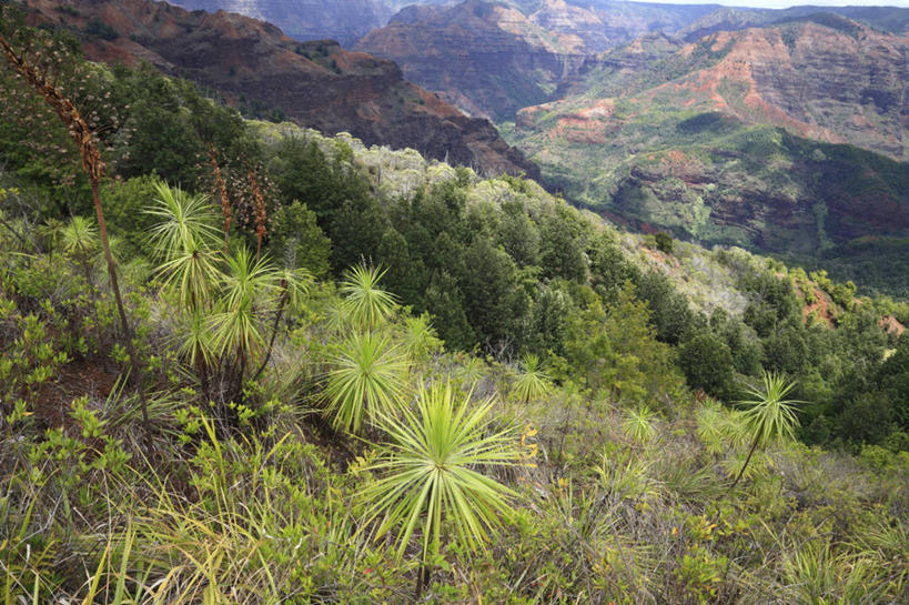 无人,横图,俯视,室外,白天,旅游,度假,岛屿,石头,美景,森林,树林,峡谷,植物,夏威夷,美国,阴影,光线,石子,影子,景观,山谷,娱乐,树,树木,绿色,阳光,自然,享受,休闲,景色,放松,生长,成长,北美,北美洲,岩层,自然风光,美洲,夏威夷州,爱洛哈之州,可爱岛,考艾岛,考爱岛,北亚美利加洲,亚美利加洲,花园之岛,列岛,群岛,石块,岩石,诸岛,彩图,高角度拍摄