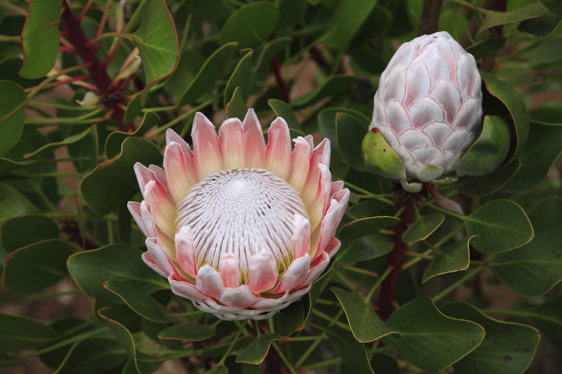 无人,横图,俯视,室外,白天,旅游,度假,岛屿,美景,植物,叶子,夏威夷,美国,盛开,景观,绿叶,花蕾,娱乐,花,花瓣,花朵,鲜花,两朵,粉色,绿色,自然,花苞,花蕊,享受,休闲,嫩叶,景色,放松,生长,成长,北美,北美洲,自然风光,美洲,山龙眼,夏威夷州,爱洛哈之州,北亚美利加洲,亚美利加洲,黄豆树,叶,叶片,列岛,群岛,诸岛,彩图,高角度拍摄,大力王,毛伊岛,茂伊岛,茂宜岛,山谷之岛