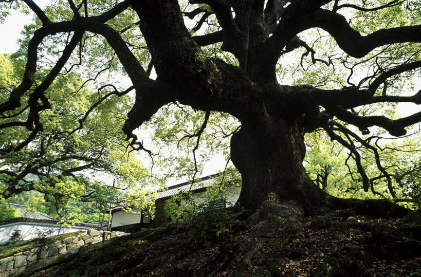 无人,横图,室外,白天,仰视,旅游,度假,美景,植物,樟树,京都,日本,亚洲,景观,枝条,娱乐,树,树木,树枝,绿色,天空,自然,天,享受,休闲,景色,放松,京都府,生长,成长,自然风光,东亚,本州,本州岛,日本国,近畿地方,近畿,番樟,芳樟树,虬枝,枝杈,香樟,木樟,彩图,低角度拍摄