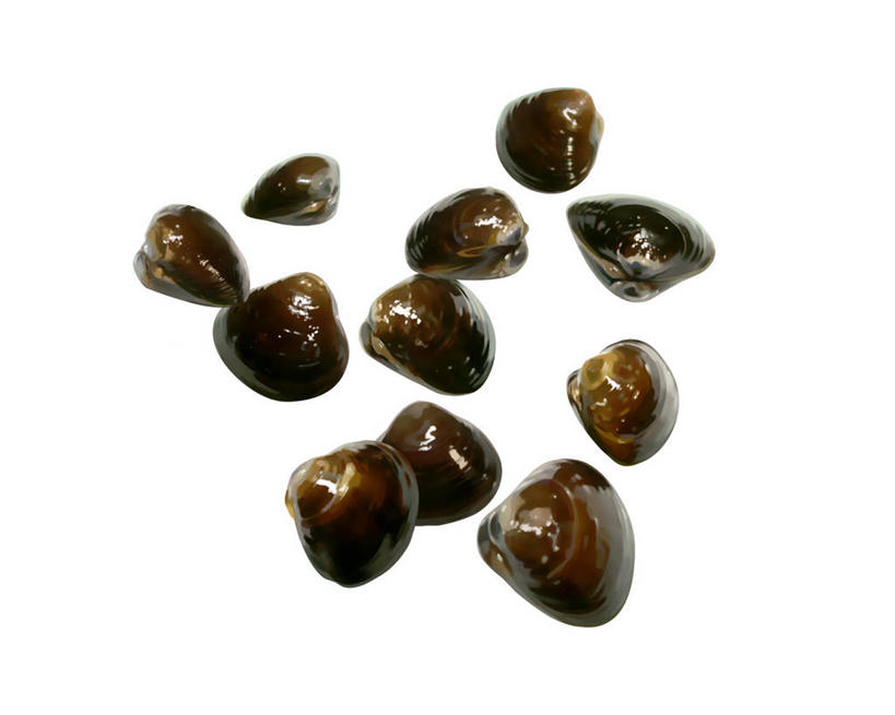 海鲜,无人,横图,插画,室内,特写,白天,白色背景,正面,数码,科技,许多,阴影,网络,很多,高光,几何,计算机图形,合成,图画,水产,海洋生物,画,电脑合成图,数码合成图,合成图,水生动物,海产品,水生物,漫画,海底动物,写实,具体,具象,彩图,全身,蚬