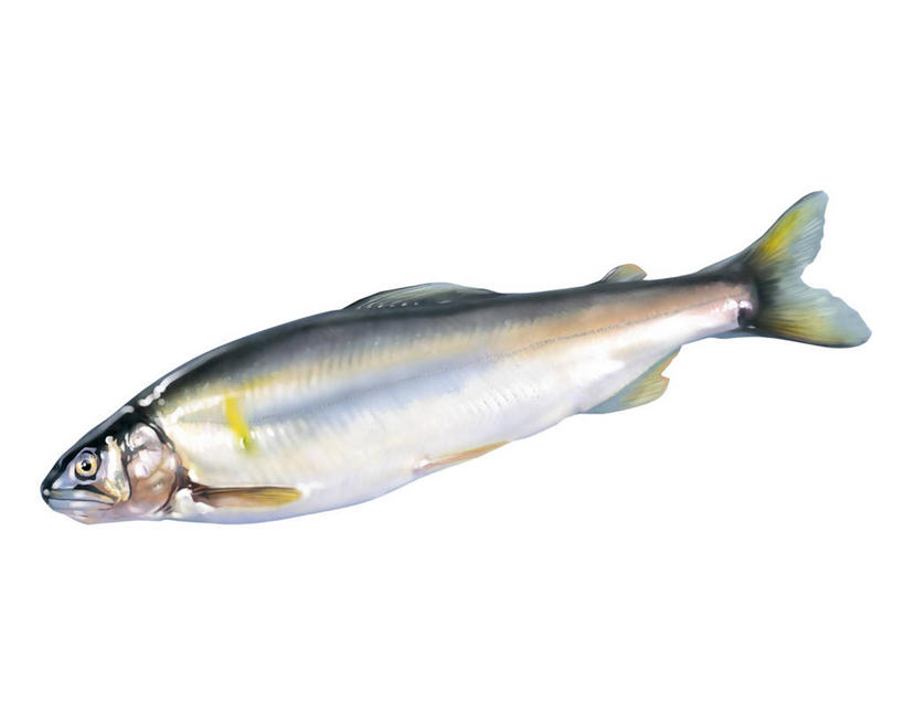 无人,横图,插画,室内,特写,白天,白色背景,侧面,数码,科技,一条,阴影,网络,鱼,香鱼,高光,几何,计算机图形,合成,图画,注视,鱼类,海洋生物,画,观察,看,观看,电脑合成图,数码合成图,察看,合成图,关注,水生动物,水生物,漫画,海底动物,写实,具体,具象,瓜鱼,香油鱼,彩图,全身