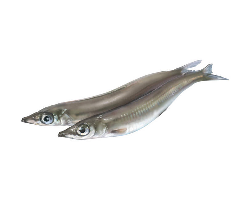 海鲜,无人,横图,插画,室内,特写,白天,白色背景,侧面,数码,科技,两条,阴影,网络,鱼,高光,几何,计算机图形,合成,图画,注视,水产,鱼类,海洋生物,画,观察,看,观看,电脑合成图,数码合成图,察看,合成图,关注,水生动物,海产品,水生物,漫画,海底动物,写实,具体,具象,彩图,全身,冻沙钻鱼,鳃鱼