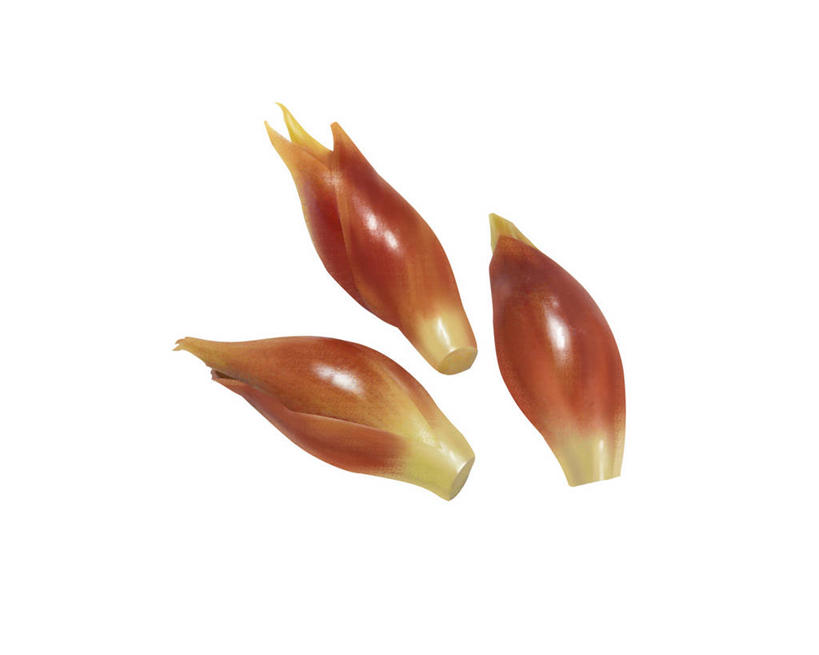 无人,横图,插画,室内,特写,白天,白色背景,正面,数码,科技,姜,蔬菜,阴影,新鲜,网络,调味,香料,佐料,食品,高光,几何,计算机图形,合成,图画,画,食物,三个,紫姜,有机食品,绿色食品,电脑合成图,数码合成图,配料,合成图,止咳,漫画,写实,具体,具象,止痛,作料,解毒,发汗,温肺,温胃,行气,止呕,百辣云,子姜,生姜,老姜,彩图,散寒