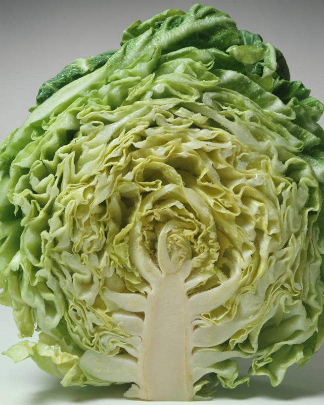 无人,竖图,俯视,室内,特写,白天,水,蔬菜,椰菜,卷心菜,切开,阴影,灰色背景,新鲜,反射,液体,影子,水滴,食品,半个,食物,切,一半,甘蓝,摄影,有机食品,绿色食品,影棚,剖面,切面,甘蓝菜,结球甘蓝,甘兰,包心菜,彩图,高角度拍摄,影棚拍摄,拍摄,圆白菜