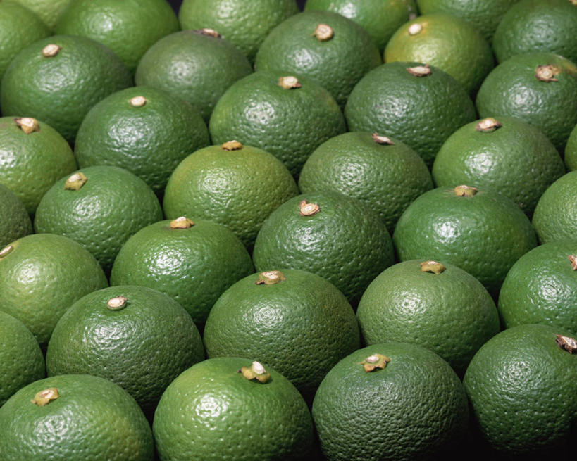 无人,横图,俯视,室内,特写,白天,水果,一排,许多,阴影,新鲜,整齐,并列,并排,反射,影子,生食,食品,果实,食物,排列,绿色,有机食品,绿色食品,青春,生命,队列,和平,安详,平行,酸橙,代代,冷色,橙子,橙,彩图,高角度拍摄