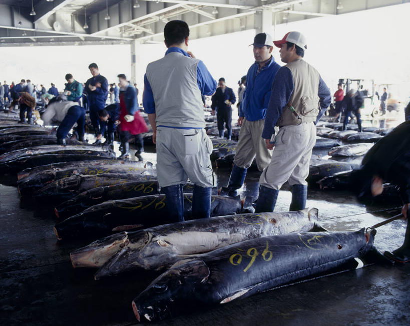 海鲜,东方人,背部,伙伴,朋友,渔夫,站,横图,室内,白天,正面,工作服,制服,购物,友谊,合作,团队,消费,帽子,亚洲,一排,许多,整齐,并列,并排,鱼,头盔,集市,市场,许多人,注视,黄种人,水产,鱼类,货架,海洋生物,架子,排列,安全帽,观察,看,站着,一群人,战略,金融,观看,察看,队列,关注,水生动物,海产品,陈列架,平行,水生物,选购,贸易,海底动物,联合,合谋,超市货架,马林鱼,青枪鱼,工作制服,配合,协作,男人,男性,年轻男性,亚洲人,捕鱼人,打鱼人,站立,半身,彩图,工作套服,鱼市