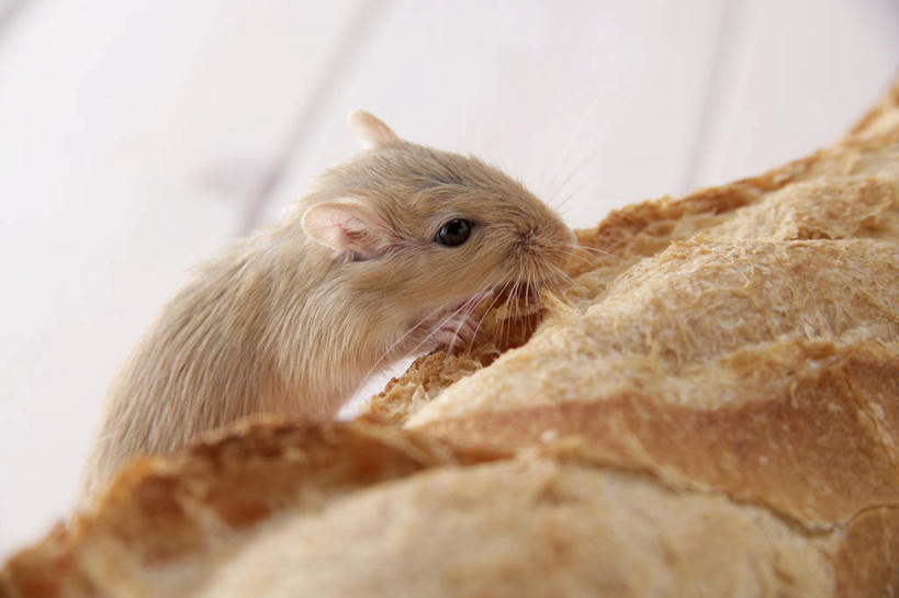 点心,面包,无人,站,吃,横图,室内,特写,白天,侧面,野生动物,老鼠,阴影,朦胧,模糊,反射,细菌,影子,食品,面点,注视,食物,糕点,一只,动物,观察,看,站着,观看,察看,关注,病菌,传染,四害,长爪沙鼠,长爪沙土鼠,沙鼠,耗子,嚼,食,站立,半身,彩图