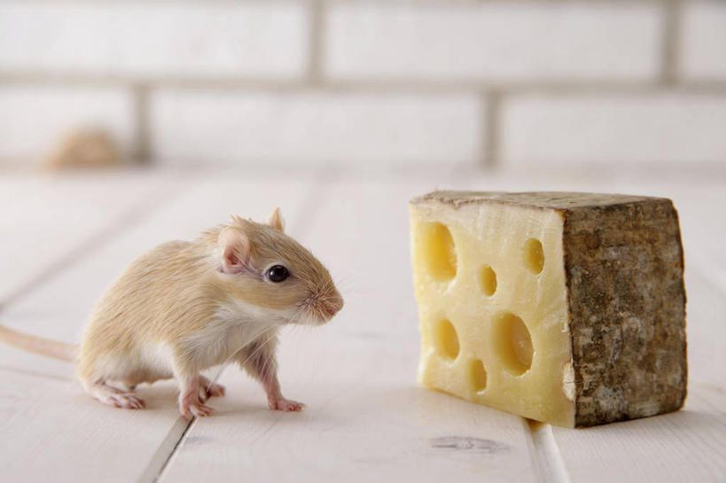 奶酪,无人,站,横图,室内,特写,白天,侧面,建材,建筑,野生动物,老鼠,一块,阴影,朦胧,模糊,反射,细菌,材料,影子,砖,砖块,墙,干酪,起司,芝士,营养,注视,墙壁,墙面,一只,黄色,动物,观察,看,站着,砖头,乳酪,建造,观看,察看,乳制品,关注,发酵,病菌,传染,四害,沙鼠,石料,耗子,站立,彩图,全身,砌墙砖