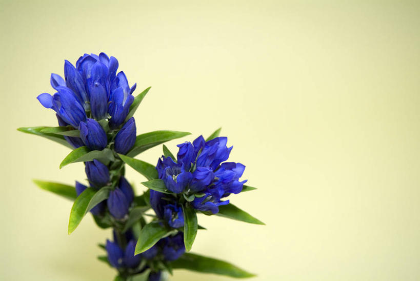 无人,横图,室内,特写,白天,正面,智慧,叶子,艺术,盛开,绿叶,花蕾,文化,花,花瓣,花朵,鲜花,蓝色,插花,花苞,花蕊,嫩叶,摄影,影棚,插花艺术,龙胆,创造,龙胆花,创作,想象,叶,叶片,彩图,影棚拍摄,拍摄,地胆头,苦地胆,三花龙胆