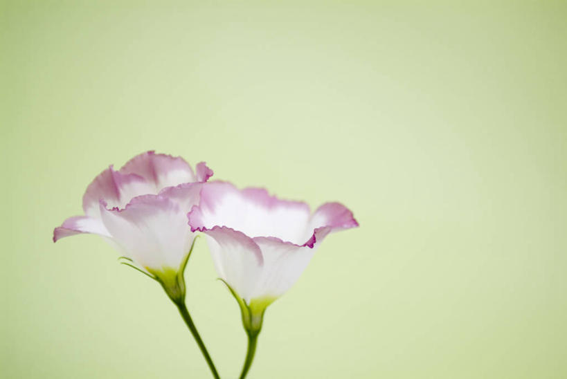 无人,横图,室内,特写,白天,正面,绿色背景,盛开,花蕾,花,花瓣,花朵,鲜花,两朵,花苞,花蕊,摄影,影棚,桔梗花,僧冠帽,草原龙胆,感动,六角荷,永恒,梗草,洋桔梗,彩图,影棚拍摄,拍摄