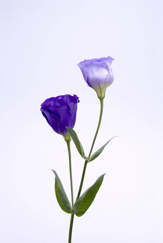 无人,竖图,室内,特写,白天,白色背景,正面,叶子,盛开,绿叶,花蕾,花,花瓣,花朵,鲜花,两朵,蓝色,花苞,花蕊,嫩叶,摄影,影棚,桔梗花,僧冠帽,草原龙胆,感动,六角荷,永恒,梗草,洋桔梗,叶,叶片,彩图,影棚拍摄,拍摄