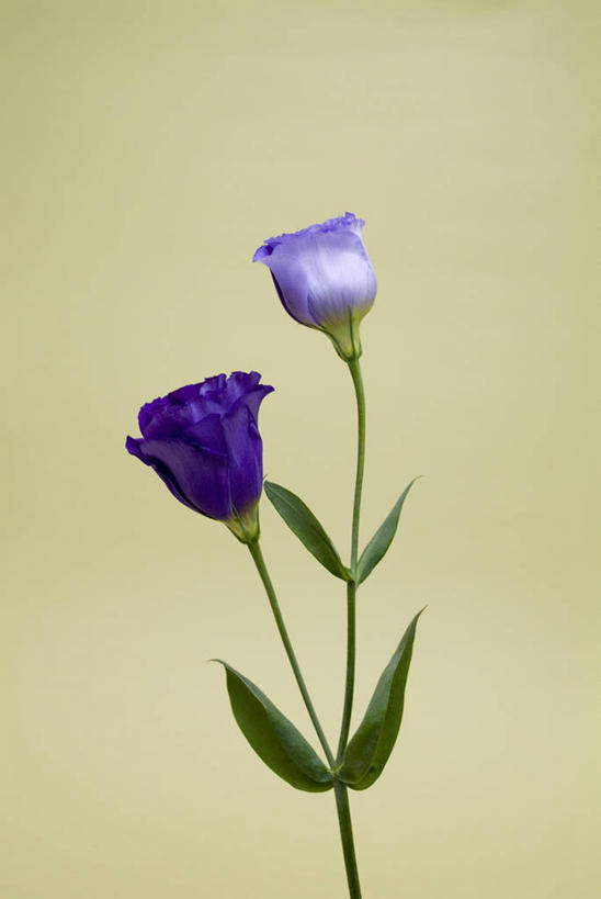 无人,竖图,室内,特写,白天,正面,叶子,盛开,绿叶,花蕾,花,花瓣,花朵,鲜花,两朵,蓝色,花苞,花蕊,嫩叶,摄影,影棚,桔梗花,僧冠帽,草原龙胆,感动,六角荷,永恒,梗草,洋桔梗,叶,叶片,彩图,影棚拍摄,拍摄