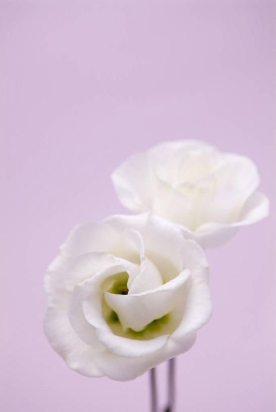 无人,竖图,室内,特写,白天,正面,粉色背景,盛开,花蕾,花,花瓣,花朵,鲜花,两朵,白色,花苞,花蕊,摄影,影棚,桔梗花,僧冠帽,草原龙胆,感动,六角荷,永恒,梗草,洋桔梗,彩图,影棚拍摄,拍摄