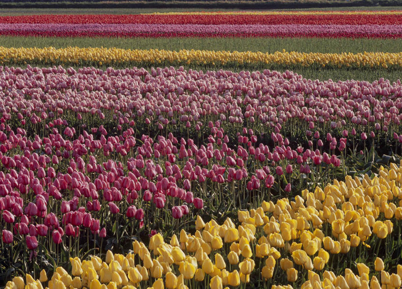 无人,横图,俯视,室外,白天,爱情,旅游,度假,花海,花圃,美景,植物,郁金香,叶子,日本,亚洲,阴影,盛开,光线,影子,景观,祝福,花蕾,娱乐,花,花瓣,花朵,花卉,鲜花,黄色,红色,绿色,阳光,自然,花丛,花束,花田,花苞,花蕊,享受,休闲,景色,放松,表白,自然风光,荣誉,东亚,本州,本州岛,日本国,中部地方,新潟,新潟县,永恒,郁香,洋荷花,草麝香,彩图,高角度拍摄,五泉市