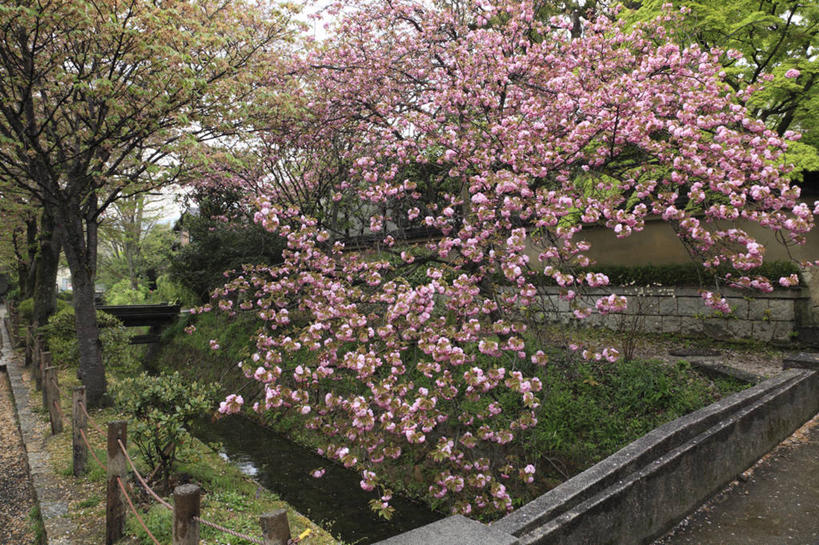 无人,横图,室外,白天,正面,旅游,度假,幸福,纯洁,草地,草坪,美景,植物,樱花,京都,日本,亚洲,盛开,景观,花蕾,娱乐,草,花,花瓣,花朵,鲜花,树,树木,粉色,绿色,自然,花苞,花蕊,享受,休闲,景色,放松,京都府,生长,成长,等待,生命,自然风光,东亚,本州,本州岛,日本国,近畿地方,近畿,仙樱花,福岛樱,青肤樱,高尚,热烈,哲学之道,左京区,荆桃,彩图