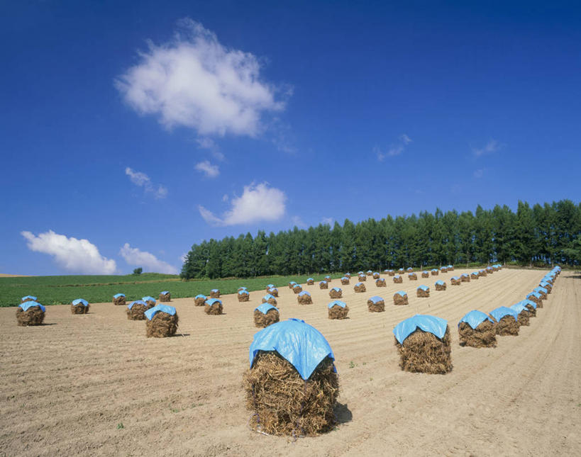 无人,横图,室外,白天,仰视,旅游,度假,美景,森林,树林,植物,松树,豆,蔬菜,北海道,日本,亚洲,一排,阴影,新鲜,整齐,并列,并排,光线,影子,景观,云,云朵,豆类,豆子,食品,干草,云彩,娱乐,树,树木,食物,排列,蓝色,绿色,白云,蓝天,天空,阳光,自然,草垛,天,享受,休闲,景色,放松,有机食品,绿色食品,生长,晴朗,成长,队列,自然风光,坚定,平行,东亚,豆科,落叶松,日本国,北海道地方,北海道岛,上富良野町,长寿,贞洁,上富良野,干草垛,晴空,彩图,低角度拍摄,黄花松