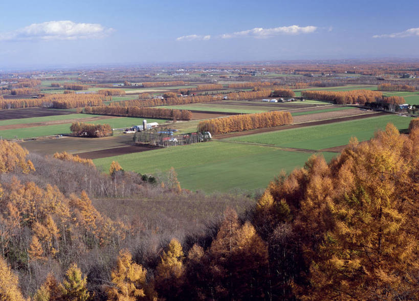 无人,农田,横图,俯视,室外,白天,旅游,度假,庄稼,农作物,草地,草坪,美景,秋季,森林,树林,植物,叶子,北海道,日本,亚洲,阴影,光线,影子,景观,云,云朵,枯叶,落叶,云彩,娱乐,草,树,树木,蓝色,绿色,白云,蓝天,天空,阳光,自然,天,享受,休闲,景色,放松,生长,晴朗,成长,自然风光,东亚,日本国,北海道地方,北海道岛,叶,叶片,晴空,秋,秋天,彩图,高角度拍摄,耕地,庄稼田,十胜综合振兴局,振兴局,中札内村,道东