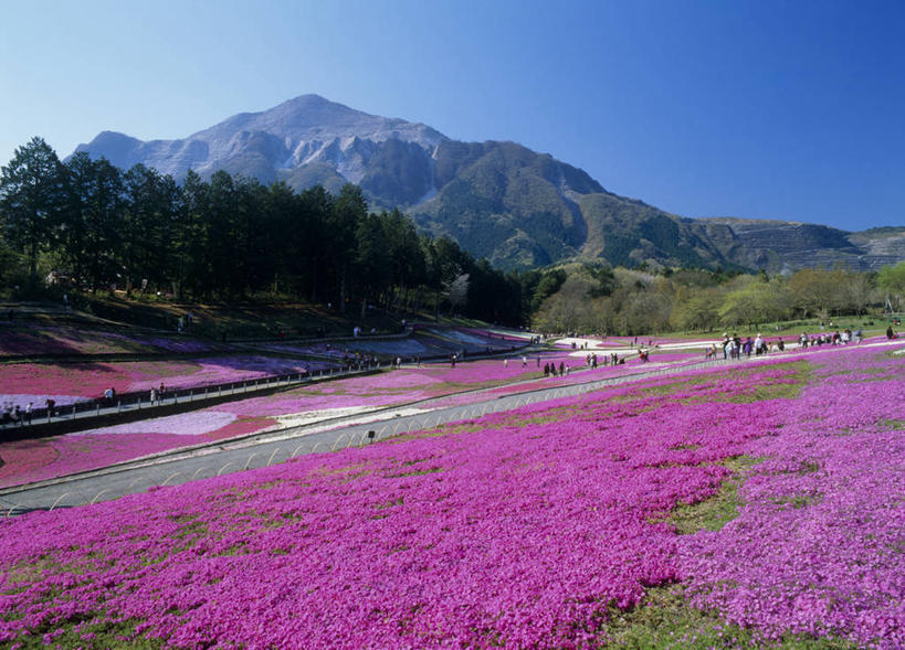 东方人,站,走,横图,室外,白天,正面,旅游,度假,花海,花圃,石头,美景,森林,山,山脉,树林,植物,叶子,日本,亚洲,行人,游客,游人,阴影,服装,盛开,光线,石子,影子,景观,山峰,山峦,许多人,花蕾,注视,休闲装,黄种人,娱乐,路人,旅客,花,花瓣,花朵,花卉,鲜花,树,树木,衣服,蓝色,绿色,紫色,蓝天,天空,阳光,自然,花丛,花束,花田,群山,天,花苞,花蕊,观察,看,站着,一群人,享受,休闲,休闲服,景色,放松,服饰,生长,晴朗,成长,观看,察看,关注,自然风光,东亚,本州,万里无云,关东地方,本州岛,日本国,崎玉,崎玉县,过客,男人,男性,年轻男性,年轻女性,女人,女性,亚洲人,石块,岩石,晴空,晴空万里,步行,散步,站立,走路,彩图,全身,秩父市