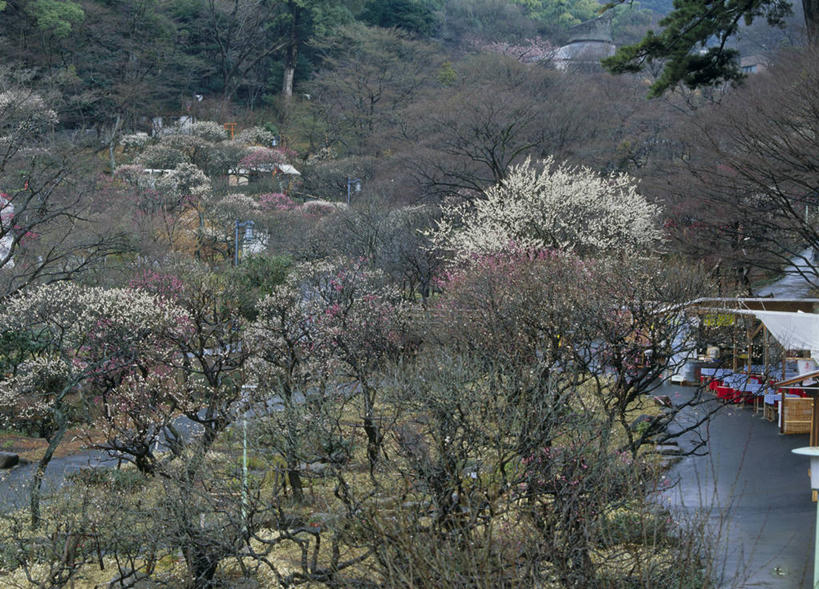 无人,横图,室外,白天,正面,旅游,度假,美景,森林,树林,植物,静冈县,日本,亚洲,盛开,景观,梅花,花蕾,娱乐,花,花瓣,花朵,鲜花,树,树木,绿色,自然,花苞,花蕊,享受,休闲,景色,放松,生长,成长,高雅,坚强,自然风光,东亚,本州,本州岛,日本国,中部地方,静冈,春梅,梅,彩图,热海梅园,热海市